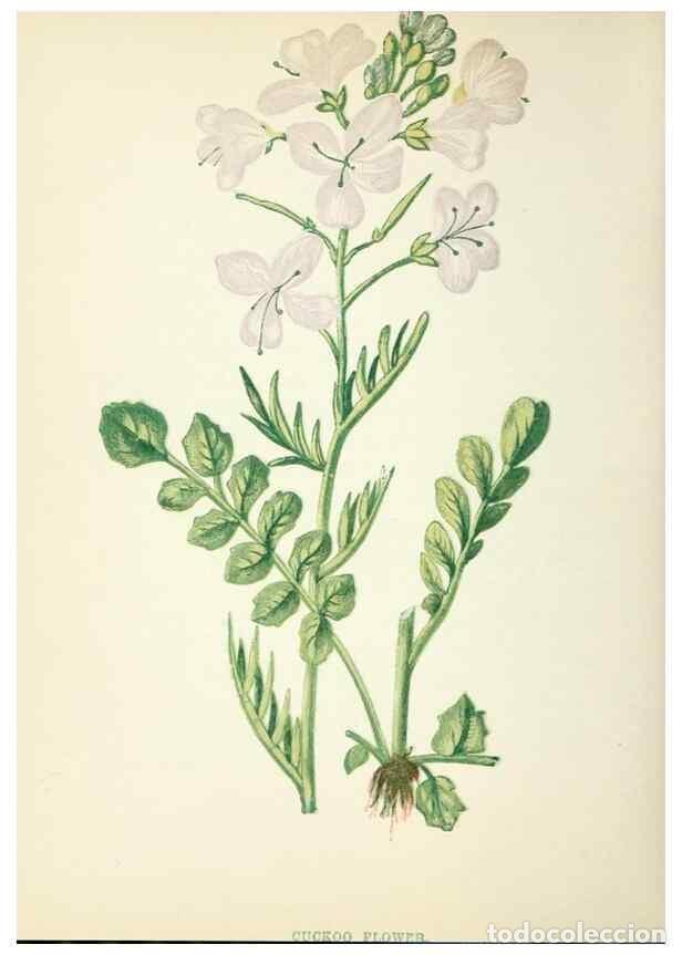 Sammeln von Zeitschriften und Zeitungen: Reproducci&oacute;n/Reproduction 8513814600: Wild flowers.. London :Pott, Young & Co.,[1857] - Pratt, Anne,