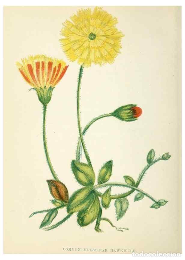 Sammeln von Zeitschriften und Zeitungen: Reproducci&oacute;n/Reproduction 8513818148: Wild flowers.. London :Pott, Young & Co.,[1857] - Pratt, Anne,