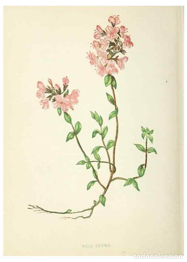 Colecionismo de Revistas e Jornais: Reproducci&oacute;n/Reproduction 8512710147: Wild flowers.. London :Pott, Young & Co.,[1857] - Pratt, Anne,