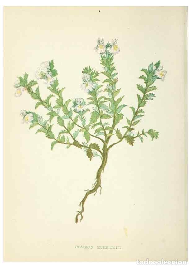 Sammeln von Zeitschriften und Zeitungen: Reproducci&oacute;n/Reproduction 8513813312: Wild flowers.. London :Pott, Young & Co.,[1857] - Pratt, Anne,