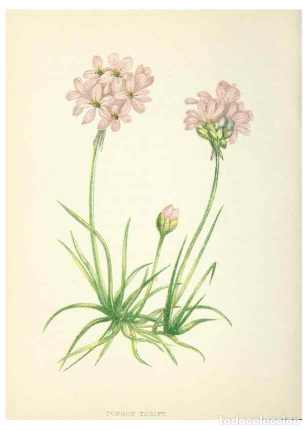 Collezionismo di Riviste e Giornali: Reproducci&oacute;n/Reproduction 8513815476: Wild flowers.. London :Pott, Young & Co.,[1857] - Pratt, Anne,