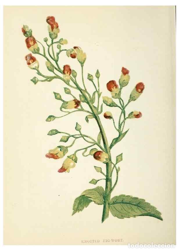 Sammeln von Zeitschriften und Zeitungen: Reproducci&oacute;n/Reproduction 8512709083: Wild flowers.. London :Pott, Young & Co.,[1857] - Pratt, Anne,