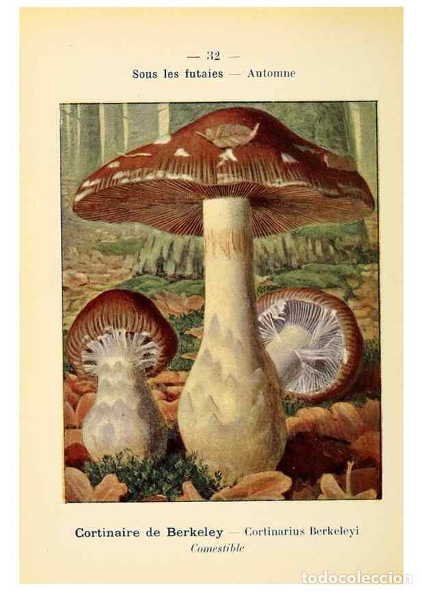 Collezionismo di Riviste e Giornali: Reproducci&oacute;n/Reproduction 7831160864: Nouvel atlas de poche des champignons comestibles et v&eacute;n&eacute;neux.