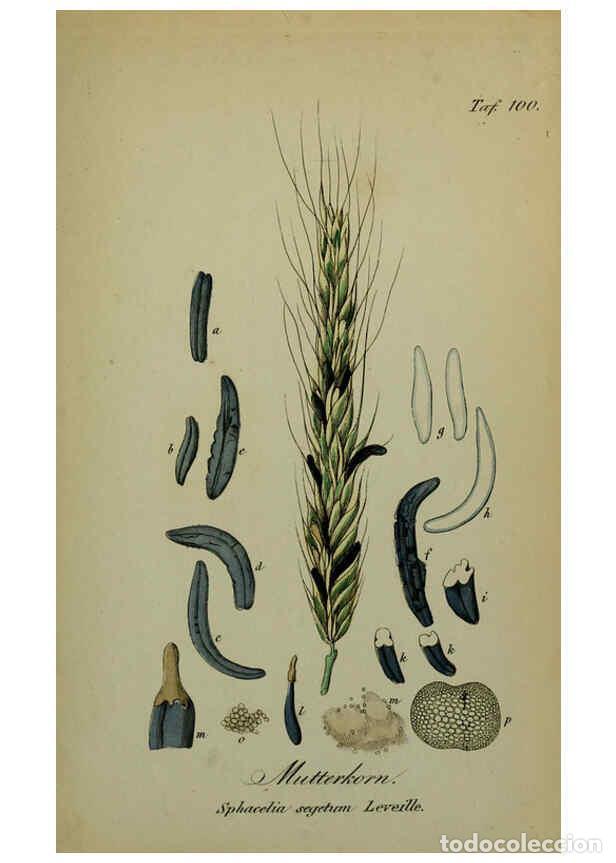 Collezionismo di Riviste e Giornali: Reproducci&oacute;n/Reproduction 6130320361: S&auml;mmtliche Giftgew&auml;chse Deutschlands Leipzig :F. Voight,1854 -