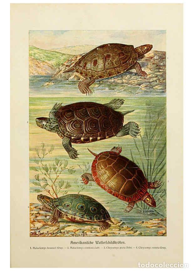 Collezionismo di Riviste e Giornali: Reproducci&oacute;n/Reproduction 6139672261: Brehms Tierleben. Bd.1 Leipzig,Bibliographisches Institut,1911