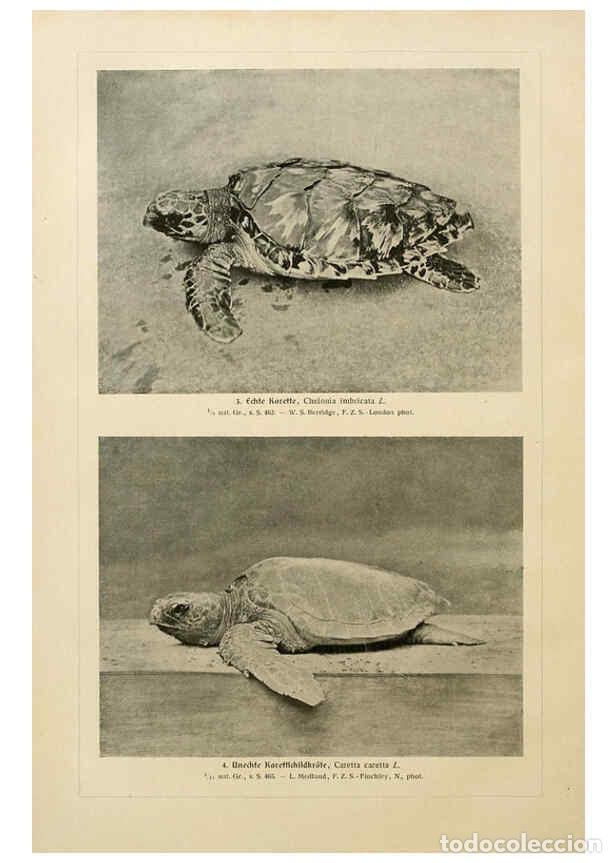 Collezionismo di Riviste e Giornali: Reproducci&oacute;n/Reproduction 6140225198: Brehms Tierleben. Bd.1 Leipzig,Bibliographisches Institut,1911