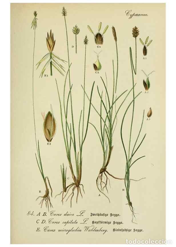 Collezionismo di Riviste e Giornali: Reproducci&oacute;n/Reproduction 7845341724: Flora von Deutschland, &Ouml;sterreich und der Schweiz.. Gera,Zezsc