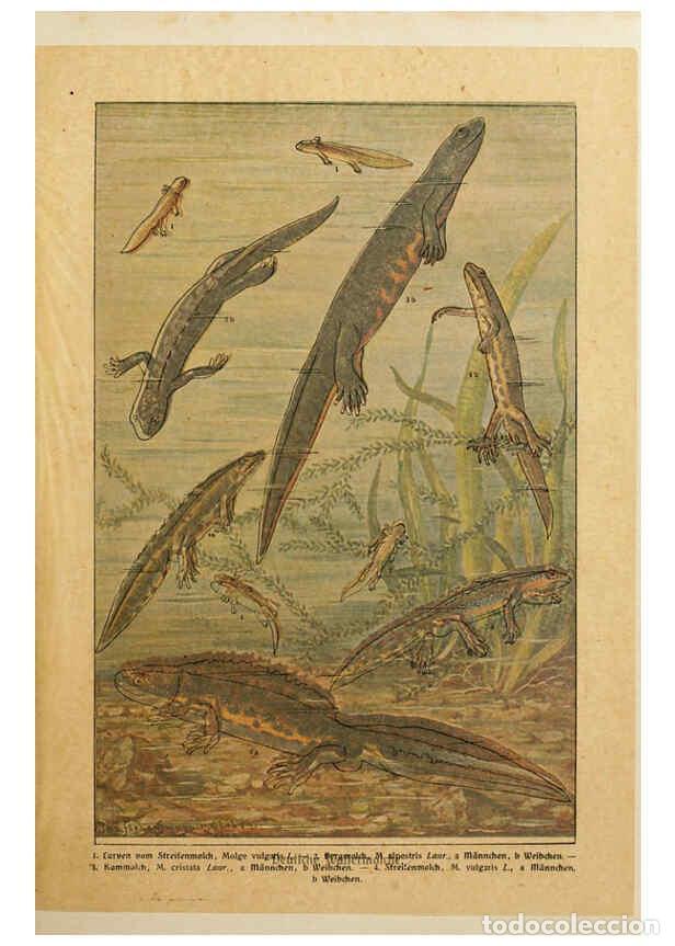 Collezionismo di Riviste e Giornali: Reproducci&oacute;n/Reproduction 6140217824: Brehms Tierleben. Bd.1 Leipzig,Bibliographisches Institut,1911