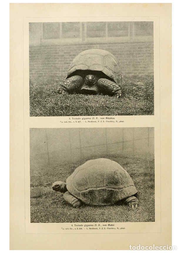 Collezionismo di Riviste e Giornali: Reproducci&oacute;n/Reproduction 6139673371: Brehms Tierleben. Bd.1 Leipzig,Bibliographisches Institut,1911