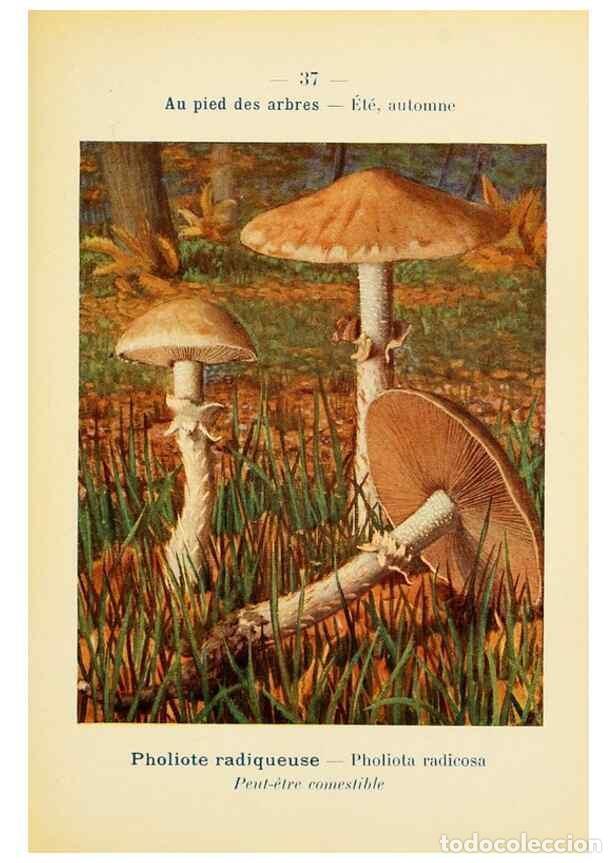 Collezionismo di Riviste e Giornali: Reproducci&oacute;n/Reproduction 7831168284: Nouvel atlas de poche des champignons comestibles et v&eacute;n&eacute;neux.