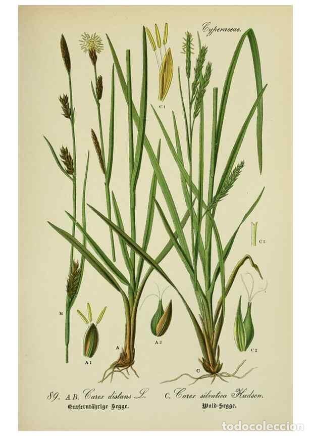 Collezionismo di Riviste e Giornali: Reproducci&oacute;n/Reproduction 7845347894: Flora von Deutschland, &Ouml;sterreich und der Schweiz.. Gera,Zezsc