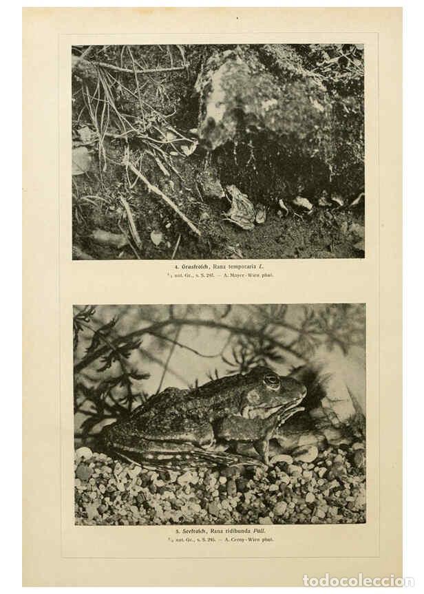 Collezionismo di Riviste e Giornali: Reproducci&oacute;n/Reproduction 6139668405: Brehms Tierleben. Bd.1 Leipzig,Bibliographisches Institut,1911