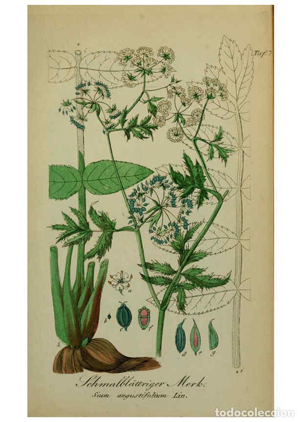 Collezionismo di Riviste e Giornali: Reproducci&oacute;n/Reproduction 6130861702: S&auml;mmtliche Giftgew&auml;chse Deutschlands Leipzig :F. Voight,1854 -