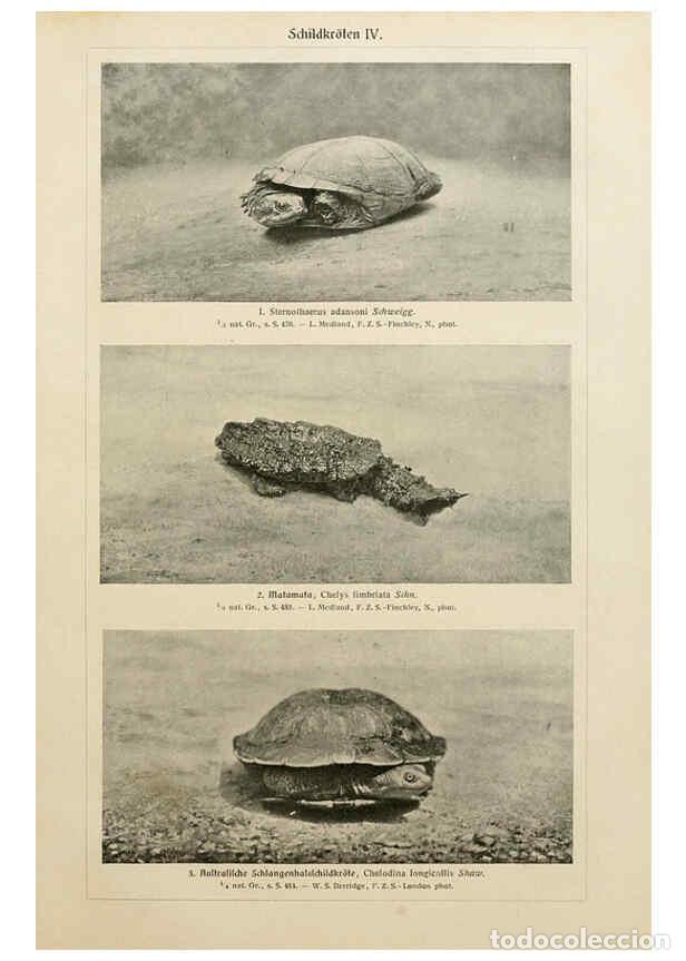 Collezionismo di Riviste e Giornali: Reproducci&oacute;n/Reproduction 6140225434: Brehms Tierleben. Bd.1 Leipzig,Bibliographisches Institut,1911