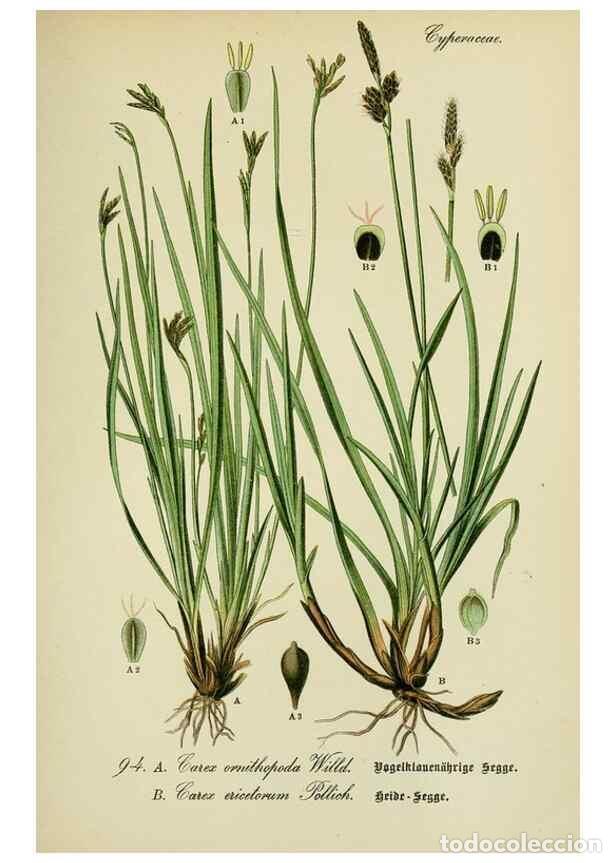 Collezionismo di Riviste e Giornali: Reproducci&oacute;n/Reproduction 7845354274: Flora von Deutschland, &Ouml;sterreich und der Schweiz.. Gera,Zezsc