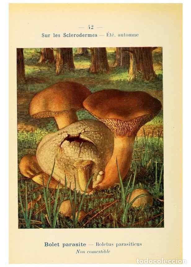 Collezionismo di Riviste e Giornali: Reproducci&oacute;n/Reproduction 7831176144: Nouvel atlas de poche des champignons comestibles et v&eacute;n&eacute;neux.