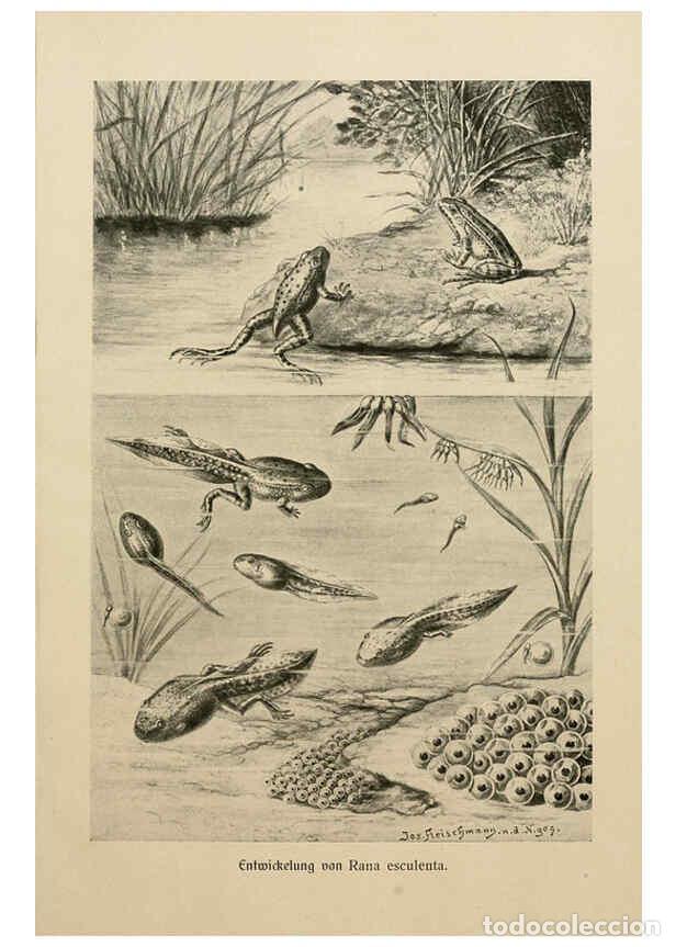 Collezionismo di Riviste e Giornali: Reproducci&oacute;n/Reproduction 6139669321: Brehms Tierleben. Bd.1 Leipzig,Bibliographisches Institut,1911