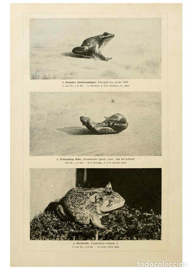 Collezionismo di Riviste e Giornali: Reproducci&oacute;n/Reproduction 6140218740: Brehms Tierleben. Bd.1 Leipzig,Bibliographisches Institut,1911