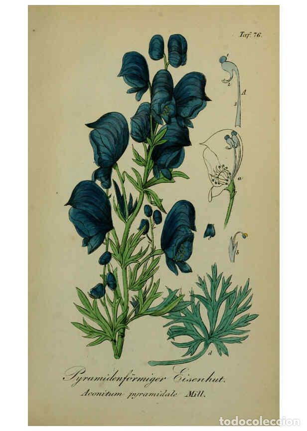 Collezionismo di Riviste e Giornali: Reproducci&oacute;n/Reproduction 6130312849: S&auml;mmtliche Giftgew&auml;chse Deutschlands Leipzig :F. Voight,1854 -