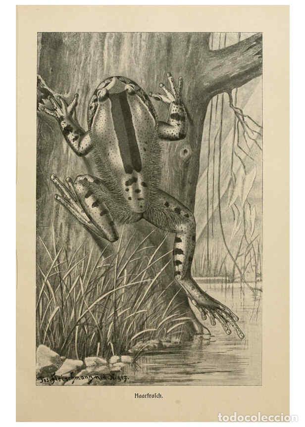 Collezionismo di Riviste e Giornali: Reproducci&oacute;n/Reproduction 6140221482: Brehms Tierleben. Bd.1 Leipzig,Bibliographisches Institut,1911