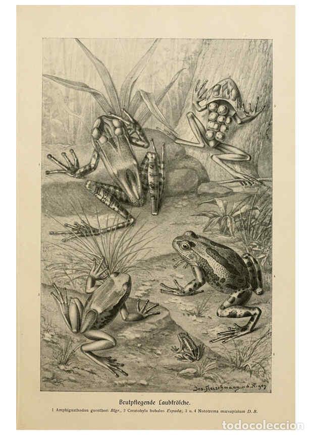 Collezionismo di Riviste e Giornali: Reproducci&oacute;n/Reproduction 6140219724: Brehms Tierleben. Bd.1 Leipzig,Bibliographisches Institut,1911