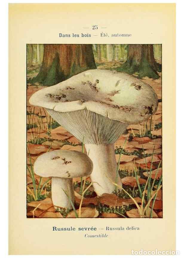 Collezionismo di Riviste e Giornali: Reproducci&oacute;n/Reproduction 7831150666: Nouvel atlas de poche des champignons comestibles et v&eacute;n&eacute;neux.