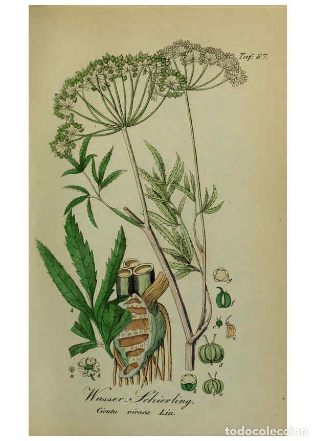 Collezionismo di Riviste e Giornali: Reproducci&oacute;n/Reproduction 6130860368: S&auml;mmtliche Giftgew&auml;chse Deutschlands Leipzig :F. Voight,1854 -