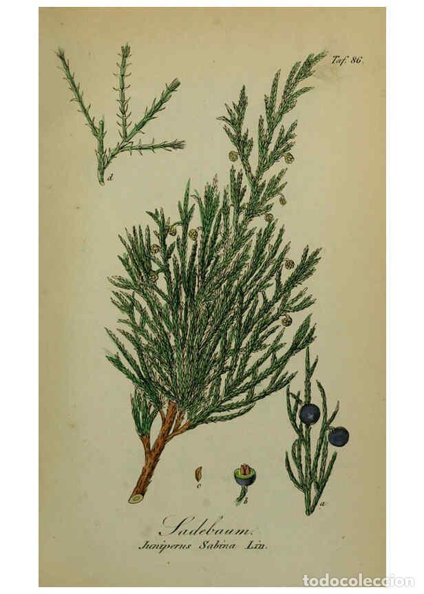 Collezionismo di Riviste e Giornali: Reproducci&oacute;n/Reproduction 6130866066: S&auml;mmtliche Giftgew&auml;chse Deutschlands Leipzig :F. Voight,1854 -