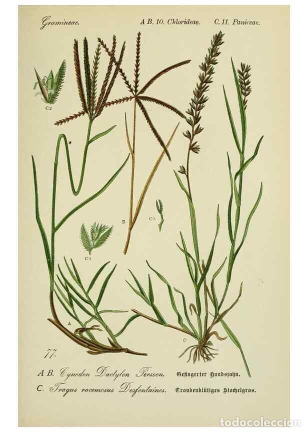 Collezionismo di Riviste e Giornali: Reproducci&oacute;n/Reproduction 7845332744: Flora von Deutschland, &Ouml;sterreich und der Schweiz.. Gera,Zezsc