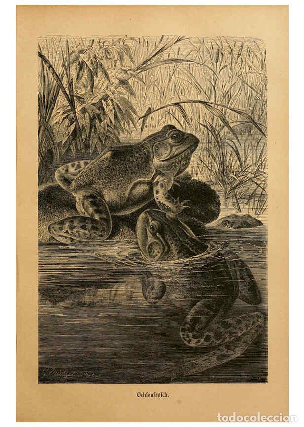 Collezionismo di Riviste e Giornali: Reproducci&oacute;n/Reproduction 6139669579: Brehms Tierleben. Bd.1 Leipzig,Bibliographisches Institut,1911