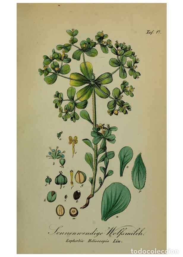 Collezionismo di Riviste e Giornali: Reproducci&oacute;n/Reproduction 6130295831: S&auml;mmtliche Giftgew&auml;chse Deutschlands Leipzig :F. Voight,1854 -