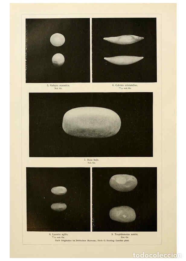 Collezionismo di Riviste e Giornali: Reproducci&oacute;n/Reproduction 6140222620: Brehms Tierleben. Bd.1 Leipzig,Bibliographisches Institut,1911