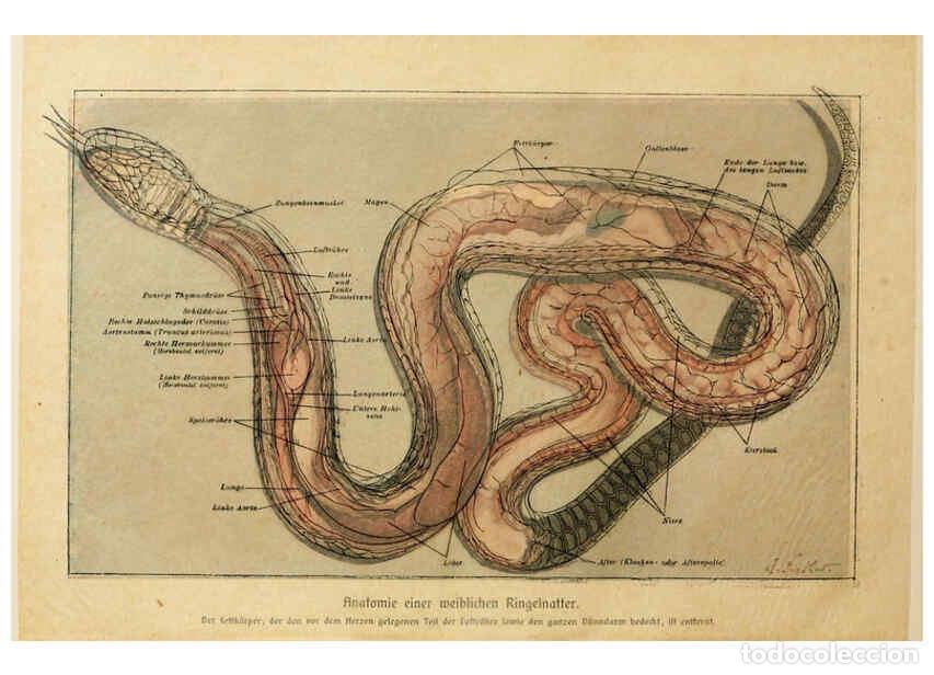 Collezionismo di Riviste e Giornali: Reproducci&oacute;n/Reproduction 6139670599: Brehms Tierleben. Bd.1 Leipzig,Bibliographisches Institut,1911