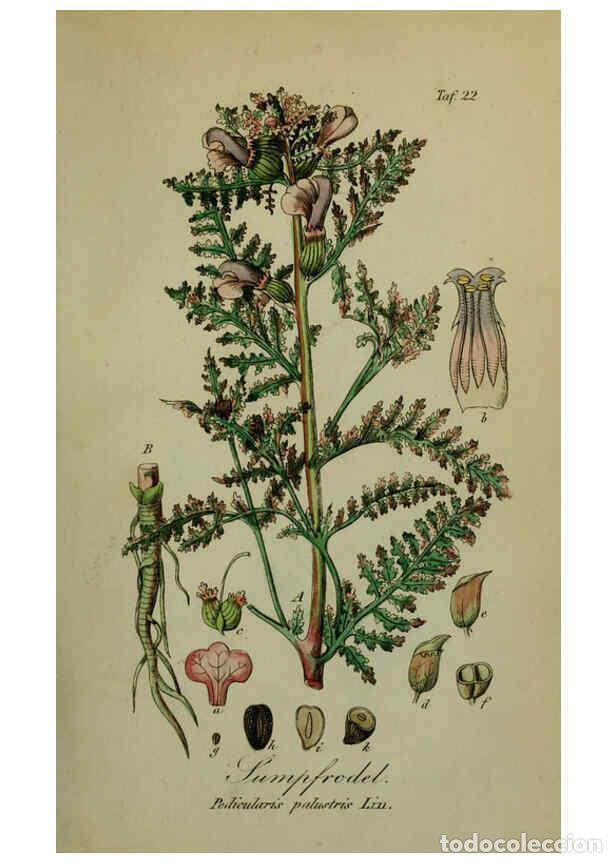 Collezionismo di Riviste e Giornali: Reproducci&oacute;n/Reproduction 6130846746: S&auml;mmtliche Giftgew&auml;chse Deutschlands Leipzig :F. Voight,1854 -