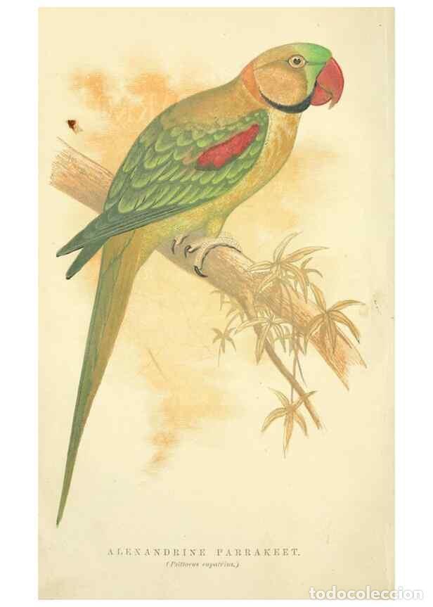 Sammeln von Zeitschriften und Zeitungen: Reproducci&oacute;n/Reproduction 7979742616: The speaking parrots:. London,L.U. Gill[1884] - Russ, Karl,