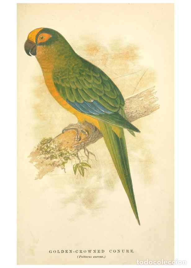 Sammeln von Zeitschriften und Zeitungen: Reproducci&oacute;n/Reproduction 7979746196: The speaking parrots:. London,L.U. Gill[1884] - Russ, Karl,