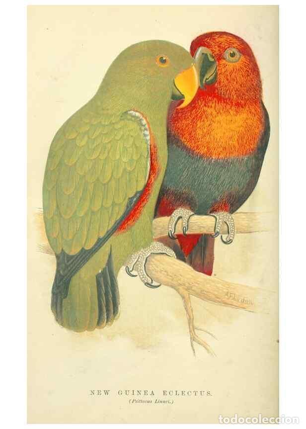 Sammeln von Zeitschriften und Zeitungen: Reproducci&oacute;n/Reproduction 7979742827: The speaking parrots:. London,L.U. Gill[1884] - Russ, Karl,