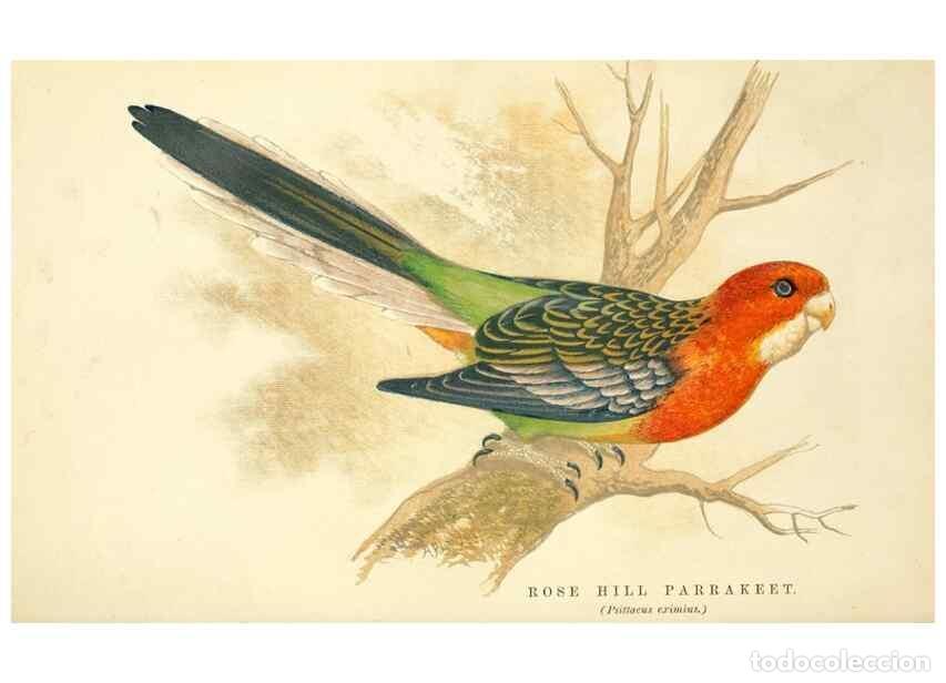 Sammeln von Zeitschriften und Zeitungen: Reproducci&oacute;n/Reproduction 7979746764: The speaking parrots:. London,L.U. Gill[1884] - Russ, Karl,