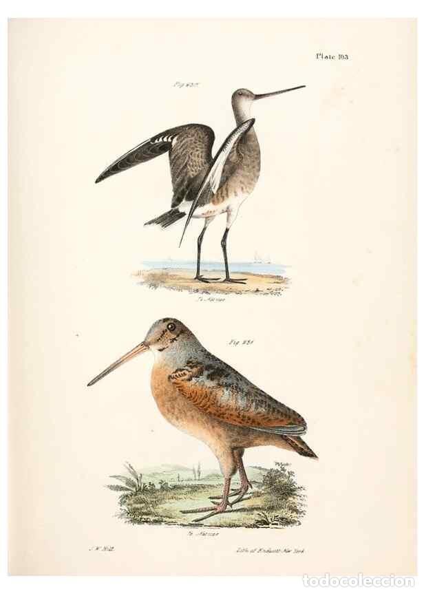 Sammeln von Zeitschriften und Zeitungen: Reproducci&oacute;n/Reproduction 7894718492: Zoology of New York;. Albany :W. & A. White & J. Visscher :184