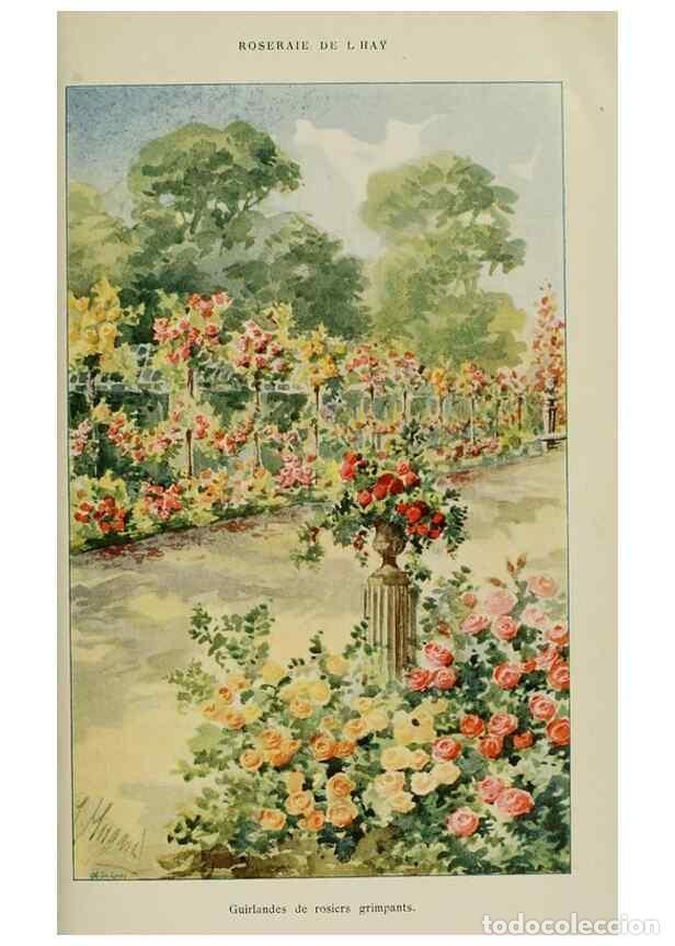 Sammeln von Zeitschriften und Zeitungen: Reproducci&oacute;n/Reproduction 7873431458: Les roses cultiv&eacute;es &agrave; l'Ha&yuml; en 1902 :. Paris :Rousset,1902. -