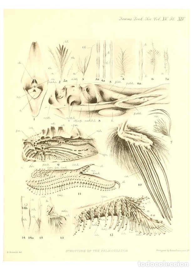 Sammeln von Zeitschriften und Zeitungen: Reproducci&oacute;n/Reproduction 6096888655: A monograph of the genus Casuarius London :Zoological Society