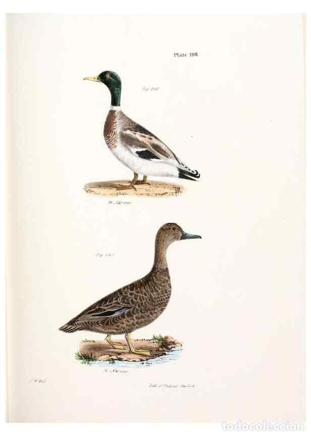 Sammeln von Zeitschriften und Zeitungen: Reproducci&oacute;n/Reproduction 7894722210: Zoology of New York;. Albany :W. & A. White & J. Visscher :184