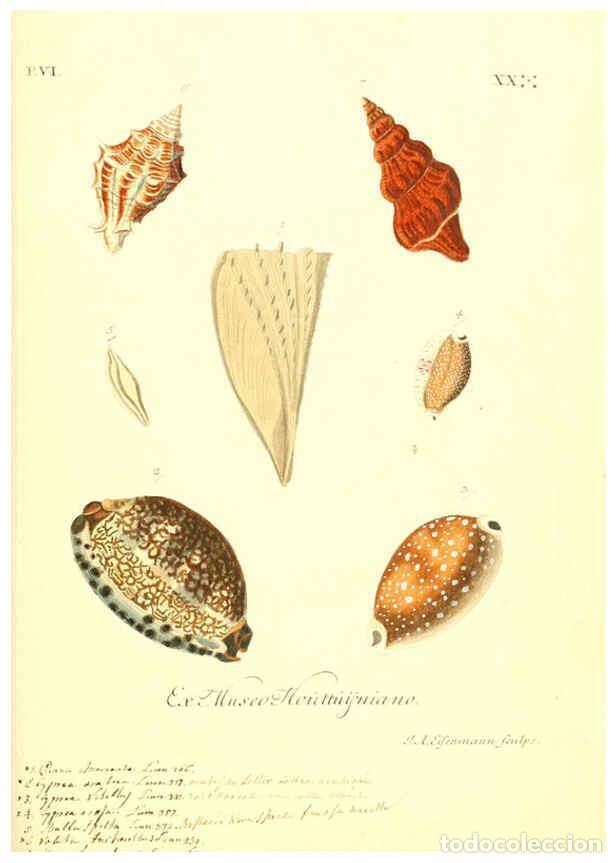 Sammeln von Zeitschriften und Zeitungen: Reproducci&oacute;n/Reproduction 6096665580: Vergn&uuml;gen der Augen und des Gem&uuml;ths. v.2 atlas. [Nuremberg :17