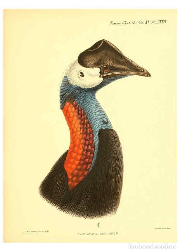 Sammeln von Zeitschriften und Zeitungen: Reproducci&oacute;n/Reproduction 6097430552: A monograph of the genus Casuarius London :Zoological Society
