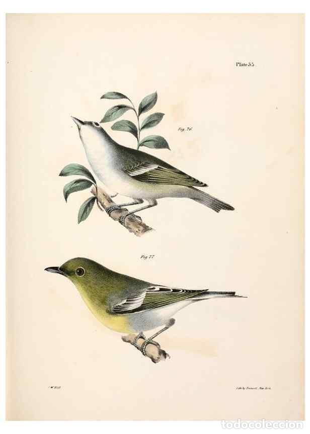 Sammeln von Zeitschriften und Zeitungen: Reproducci&oacute;n/Reproduction 7894670844: Zoology of New York;. Albany :W. & A. White & J. Visscher :184