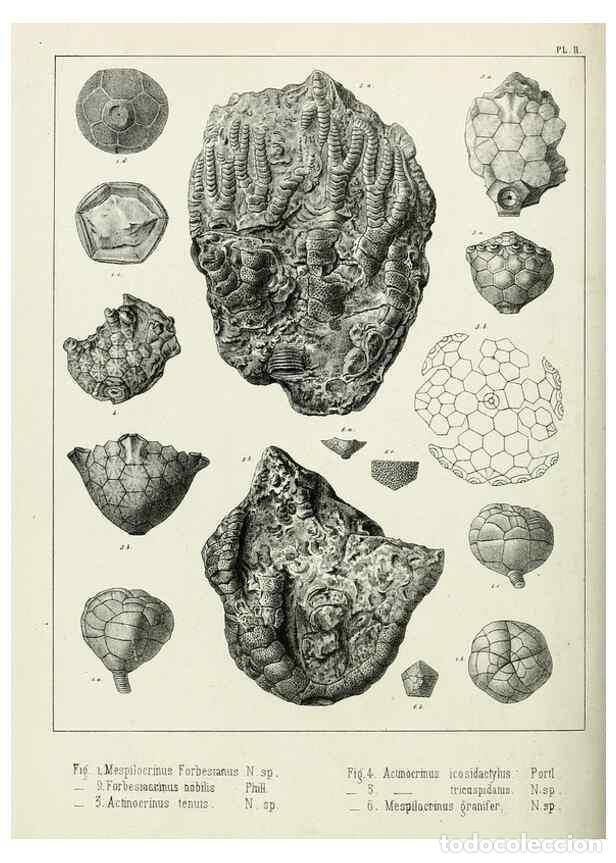 Sammeln von Zeitschriften und Zeitungen: Reproducci&oacute;n/Reproduction 7879862416: Recherches sur les Crino&iuml;des du terrain Carbonif&egrave;re de la Belg