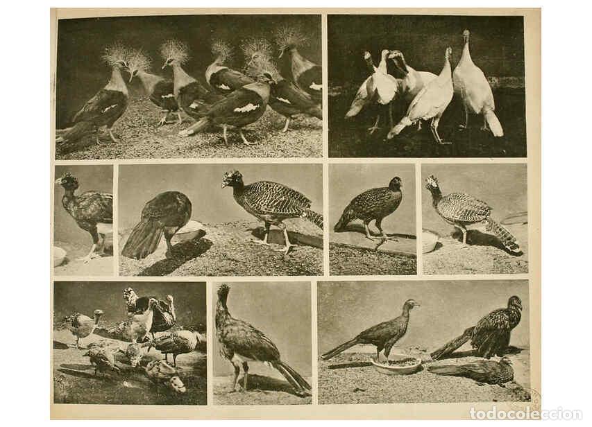 Sammeln von Zeitschriften und Zeitungen: Reproducci&oacute;n/Reproduction 6096788412: Das thierleben in Sch&ouml;nbrunn Wien :Gerlach,[1904] - Anton Karl