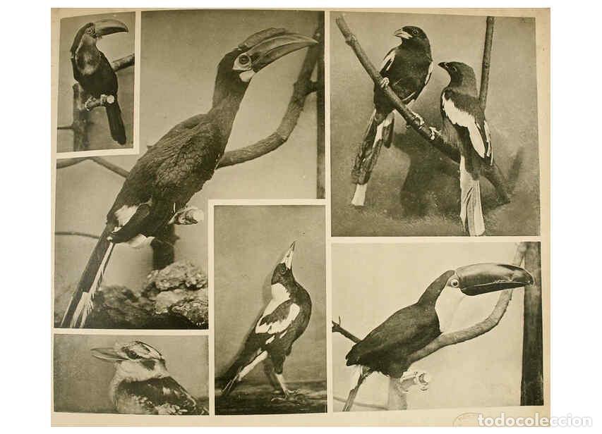 Sammeln von Zeitschriften und Zeitungen: Reproducci&oacute;n/Reproduction 6096789810: Das thierleben in Sch&ouml;nbrunn Wien :Gerlach,[1904] - Anton Karl