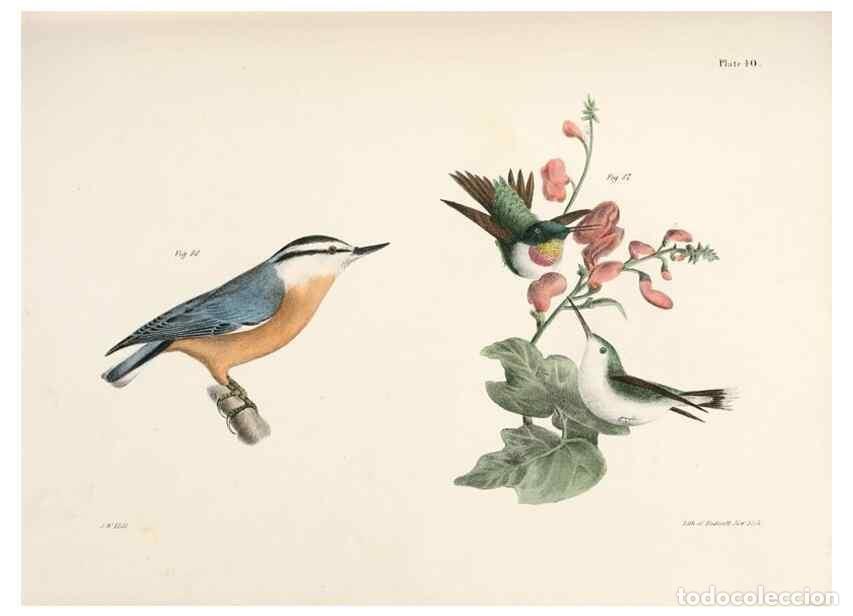 Sammeln von Zeitschriften und Zeitungen: Reproducci&oacute;n/Reproduction 7894674464: Zoology of New York;. Albany :W. & A. White & J. Visscher :184