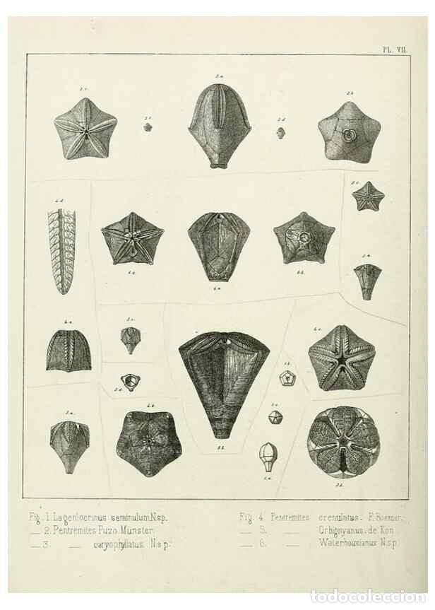 Sammeln von Zeitschriften und Zeitungen: Reproducci&oacute;n/Reproduction 7879866952: Recherches sur les Crino&iuml;des du terrain Carbonif&egrave;re de la Belg